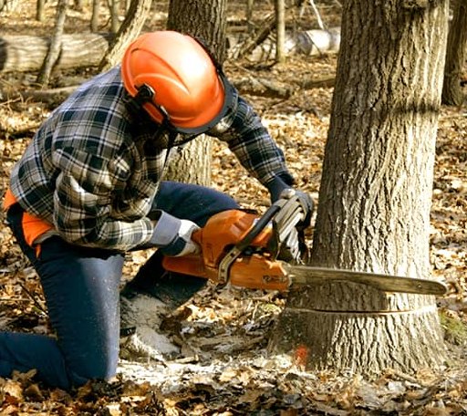 Tree Removal in Hebron, CT
